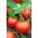 Tomato - Tigerella - Bold Striped Beauty, Eye-Catching Fruit - Fresh Seeds