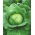 Valkokaali 'Brunswick' - 50 g siemeniä (Brassica oleracea)