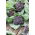 Брокколі Насіння Міранди - Brassica oleracea - 300 насінин - Brassica oleracea L. var. italica Plenck - насіння