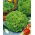 Leaf Lettuce - Lollo - Crispy & Curly Leaves for Healthy Salads! - Fresh Seeds