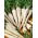 Root Parsley - Alba - Late Harvest with Excellent Taste and Aroma - Fresh Seeds