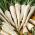 Root Parsley - Alba - Late Harvest with Excellent Taste and Aroma - Fresh Seeds