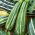 Courgette - Tapir - Doux et sucré avec une croissance buissonnante pour récolte rapide - Graines fraîches