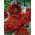 Girasol - Red Sun - Helianthus annuus - 1 kg - Ideal para jardines, hermosas flores cortadas - Semillas frescas
