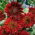 Girasol - Red Sun - Helianthus annuus - 1 kg - Ideal para jardines, hermosas flores cortadas - Semillas frescas