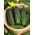 Cucumber - Zuzana F1 - Parthenocarpic Field Variety for Pickling - Fresh Seeds