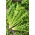 Endiviesalat - Romanesca da taglio - Cichorium endivia - Kompakte bladrosetter med subtil smag - Friske frø