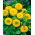 Girasol - Teddy Bear - Helianthus annuus - 100 g - Flores esponjosas, perfectas para macetas - Semillas frescas