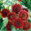 Sunflower - Moulin Rouge - Helianthus annuus - 100 g - Stunning Dark Red Flowers - Fresh Seeds