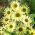 Zonnebloem 'Italian Green Heart' - 100 g zaden (Helianthus debilis)