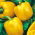Paprika 'Tesla F1' - geel - zaden (Capsicum annuum)