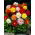 Dahlia 'Unwin Mix'
