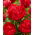 Peonia, Paeonia „Command Performance” - piantina