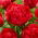 Pivoine «Command Performance» - plantules - Grand paquet - 10 unités