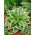 Hosta 'Anne' - Paquete grande! - 10 unidades