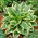 Hosta - Anne - Rhizome