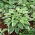 Hosta 'Antioch' - Large Pack! - 10 pcs.