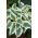 Hosta 'Firm Line' - Large Pack! - 10 pcs.