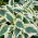 Hosta 'Firm Line' - Large Pack! - 10 pcs.
