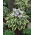 Funkia, Hosta 'Wide Brim' - 1 st