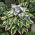 Hosta 'Wide Brim' - Paquete grande! - 10 unidades