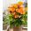 Calla, Cala, Cartucho 'Brunello'