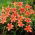 Emerocallide, Hemerocallis „Pink Damask”