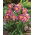Daglilje 'Prairie Blue Eyes' - stor pakke - 10 stk