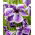 Japanische Sumpf-Schwertlilie, Iris ensata 'Dinner Plate Sundae' - Gigapackung! - 50 Stk.