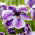 Japanische Sumpf-Schwertlilie, Iris ensata 'Dinner Plate Sundae' - Gigapackung! - 50 Stk.