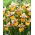 Iris sibirica 'Colonel Mustard' - Large Pack! - 10 pcs.