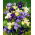 Giaggiolo siberiano (Iris sibirica) „Mix” - Confezione grande - 10 unità