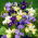 Giaggiolo siberiano (Iris sibirica) „Mix” - Confezione grande - 10 unità
