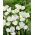 Giaggiolo siberiano (Iris sibirica) „Dreaming Green” - Confezione gigante - 50 unità
