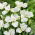 Giaggiolo siberiano (Iris sibirica) „Dreaming Green” - Confezione gigante - 50 unità