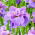 Iris sibirica 'Having Fun'