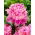 Peonia, Paeonia „Monsieur Jules Elie” - piantine - Confezione gigante - 50 unità