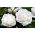 Pfingstrose, Päonie, Paeonia - 'Snow Supreme' - Setzling