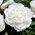 Pfingstrose, Päonie, Paeonia - 'Snow Supreme' - Setzling