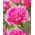 Peony, Paeonia - 'The Fawn' - Seedlings - Giga Pack! - 50 pcs.