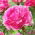 Peony, Paeonia - 'The Fawn' - Seedlings - Giga Pack! - 50 pcs.
