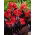 Bloemriet, Canna 'Red Futurity' - 1 wortelstok
