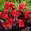 Bloemriet, Canna 'Red Futurity' - 1 wortelstok
