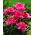 Peony, Paeonia - 'Barbara' - Seedlings - Large Pack! - 10 pcs.