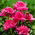 Peony, Paeonia - 'Barbara' - Seedlings - Large Pack! - 10 pcs.
