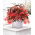 Begonia boliviensis 'Bertini Santa Cruz' - Large Pack! - 10 pcs.