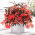 Begonia boliviensis 'Bertini Santa Cruz' - Large Pack! - 10 pcs.
