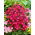 Aster 'Jenny' - Large Pack! - 10 pcs.