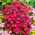 Aster 'Jenny' - Giga Pack! - 50 pcs.