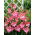 Gladiolus 'Charming Beauty' - Large Pack! - 50 pcs.